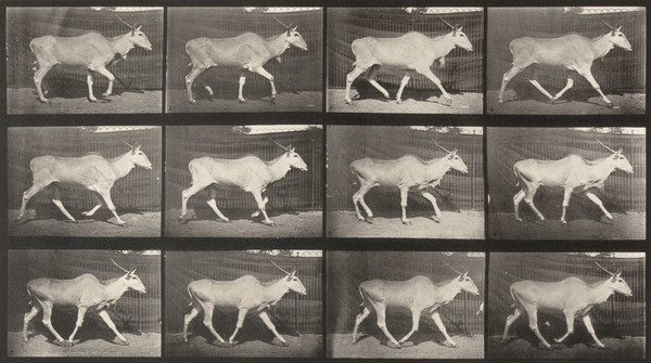 Eland Trotting (1887)